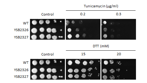 ER stress phenotype for CNAG_04916T0