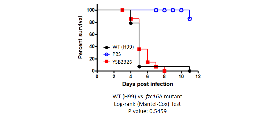 Galleria mellonella virulence data for CNAG_04916T0