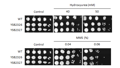 Genotoxic stress phenotype for CNAG_04916T0