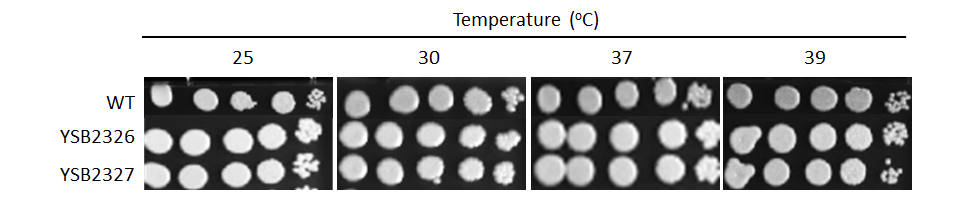 Growth phenotype for CNAG_04916T0