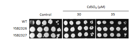 Heavy metal stress phenotype for CNAG_04916T0