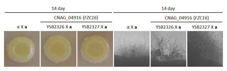Mating phenotype for CNAG_04916T0