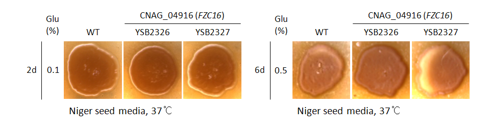 Melanin phenotype for CNAG_04916T0