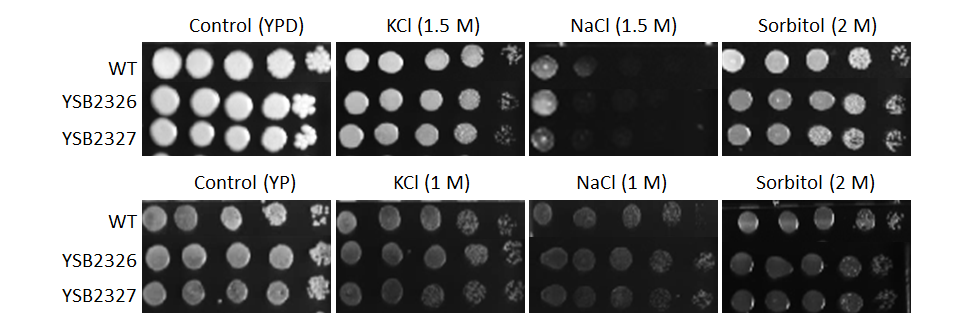 Osmotic stress phenotype for CNAG_04916T0