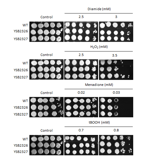 Oxidative stress phenotype for CNAG_04916T0