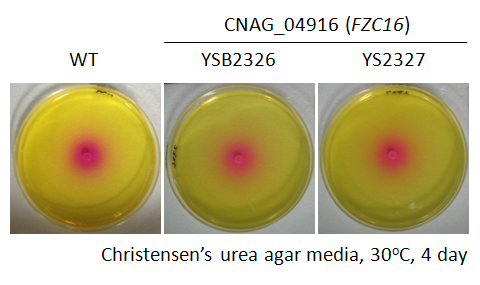 Urease phenotype for CNAG_04916T0
