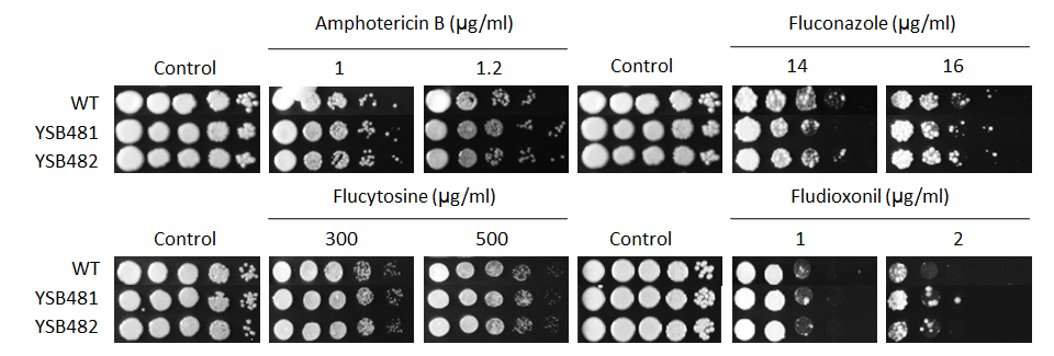 Antifungal drug susceptibility for CNAG_05010T0