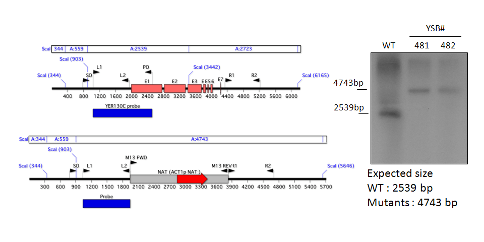 Gene disruption strategy for CNAG_05010T0