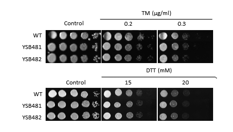 ER stress phenotype for CNAG_05010T0