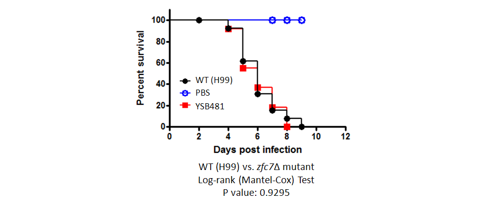 Galleria mellonella virulence data for CNAG_05010T0