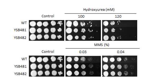 Genotoxic stress phenotype for CNAG_05010T0
