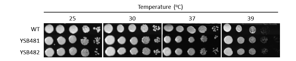 Growth phenotype for CNAG_05010T0