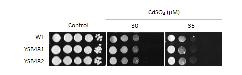 Heavy metal stress phenotype for CNAG_05010T0