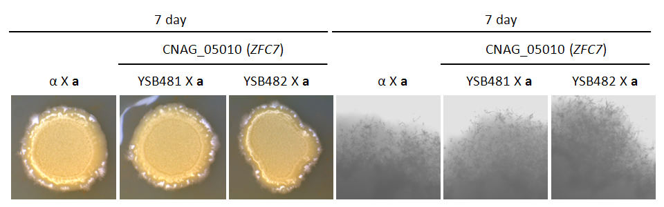 Mating phenotype for CNAG_05010T0