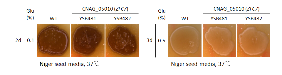 Melanin phenotype for CNAG_05010T0