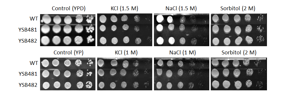 Osmotic stress phenotype for CNAG_05010T0