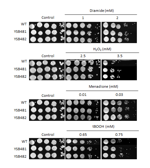 Oxidative stress phenotype for CNAG_05010T0