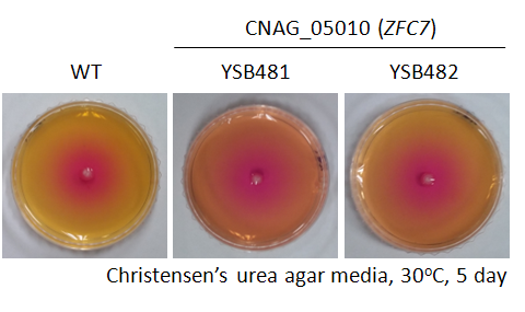 Urease phenotype for CNAG_05010T0