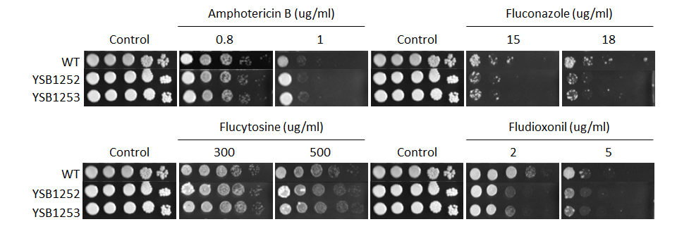 Antifungal drug susceptibility for CNAG_05019T0