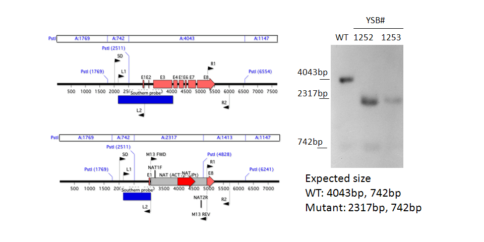 Gene disruption strategy for CNAG_05019T0