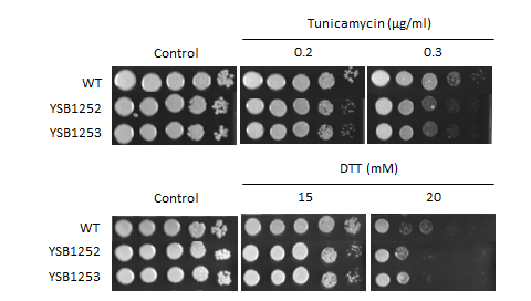 ER stress phenotype for CNAG_05019T0