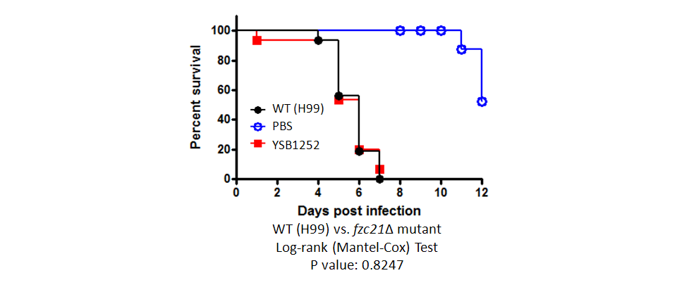 Galleria mellonella virulence data for CNAG_05019T0