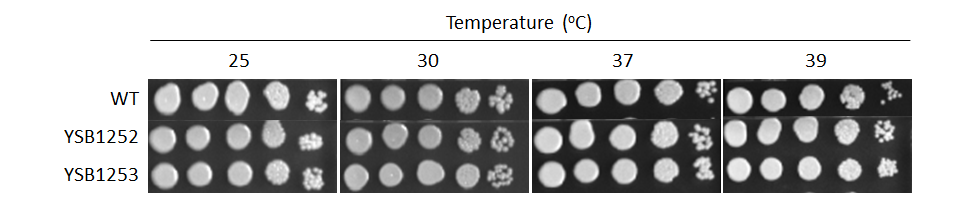 Growth phenotype for CNAG_05019T0