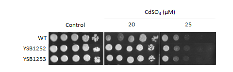 Heavy metal stress phenotype for CNAG_05019T0