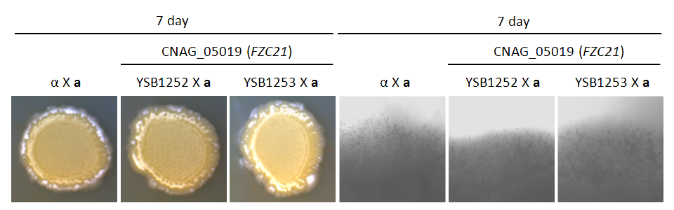 Mating phenotype for CNAG_05019T0