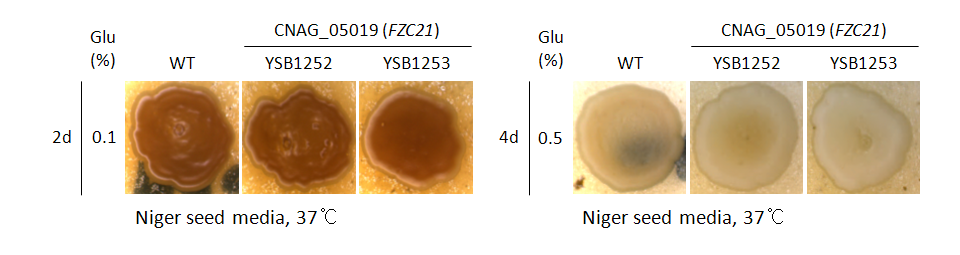 Melanin phenotype for CNAG_05019T0
