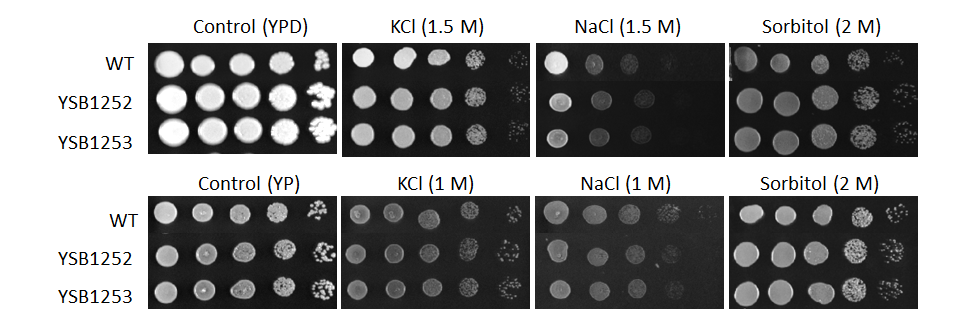 Osmotic stress phenotype for CNAG_05019T0