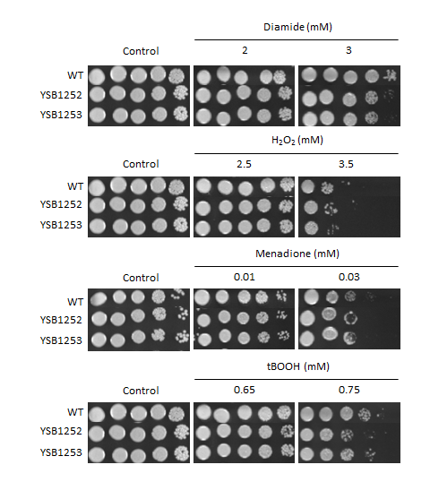 Oxidative stress phenotype for CNAG_05019T0