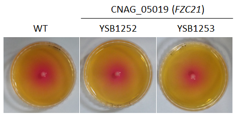Urease phenotype for CNAG_05019T0