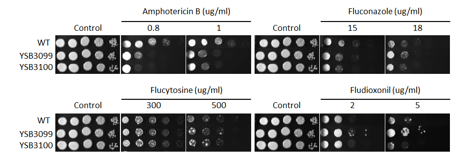 Antifungal drug susceptibility for CNAG_05049T0