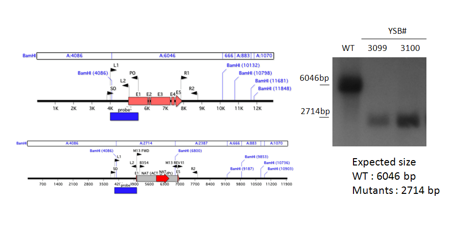 Gene disruption strategy for CNAG_05049T0