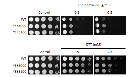ER stress phenotype for CNAG_05049T0