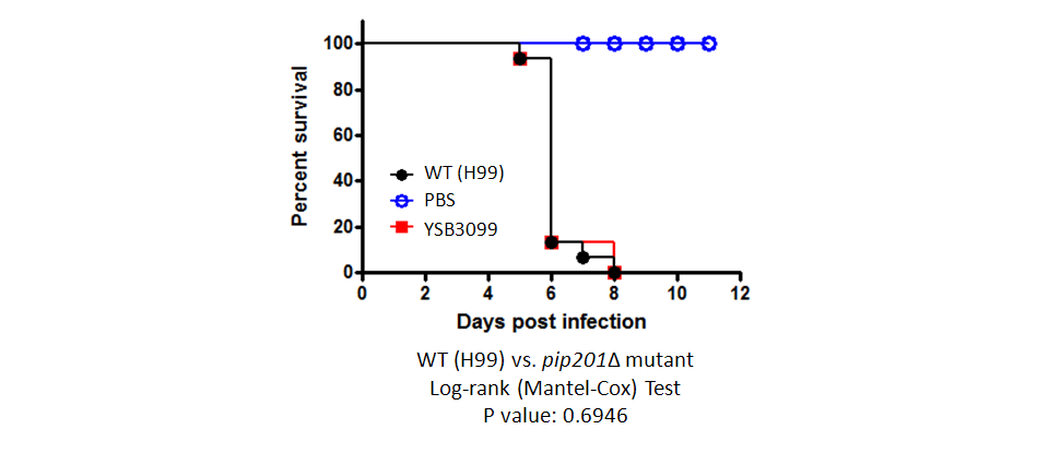 Galleria mellonella virulence data for CNAG_05049T0