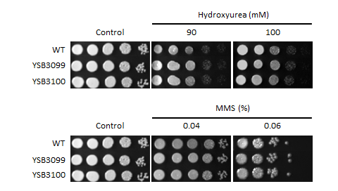 Genotoxic stress phenotype for CNAG_05049T0