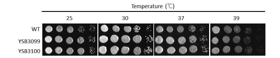 Growth phenotype for CNAG_05049T0