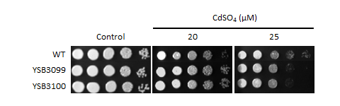 Heavy metal stress phenotype for CNAG_05049T0