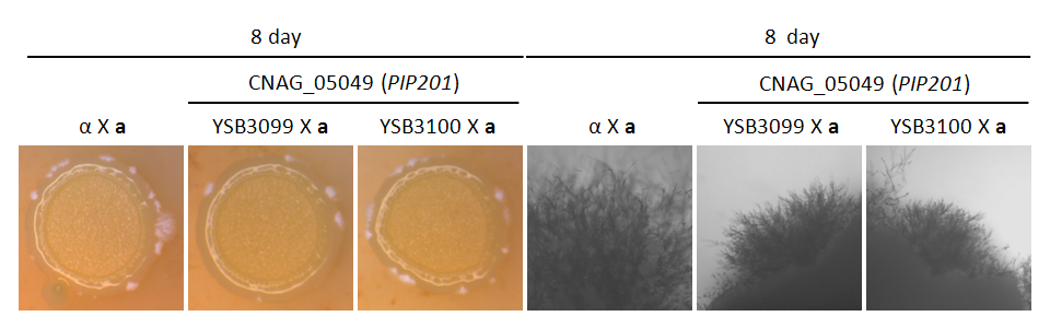 Mating phenotype for CNAG_05049T0