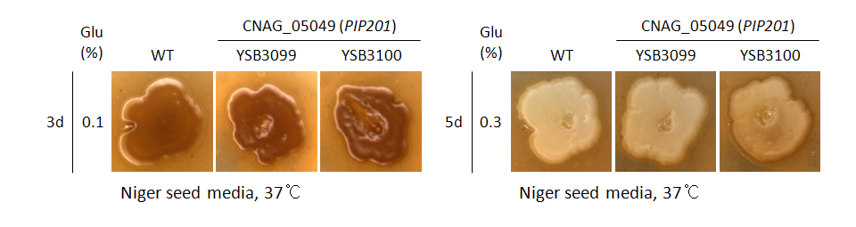 Melanin phenotype for CNAG_05049T0