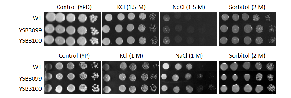 Osmotic stress phenotype for CNAG_05049T0