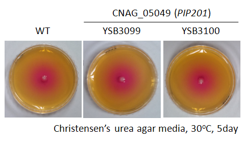 Urease phenotype for CNAG_05049T0
