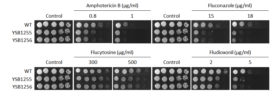 Antifungal drug susceptibility for CNAG_05093T0
