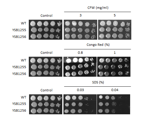 Cell wall stress phenotype for CNAG_05093T0