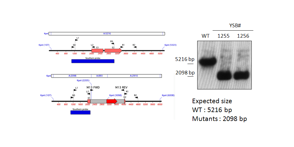 Gene disruption strategy for CNAG_05093T0