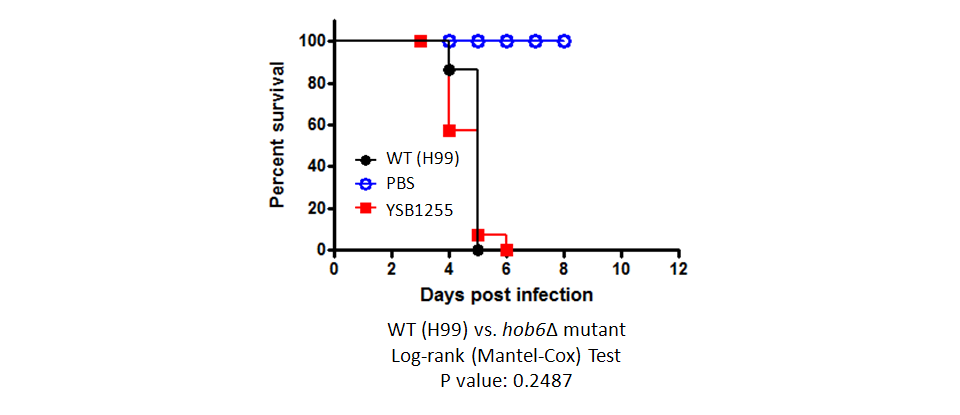 Galleria mellonella virulence data for CNAG_05093T0