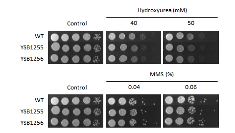 Genotoxic stress phenotype for CNAG_05093T0