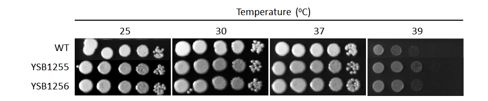 Growth phenotype for CNAG_05093T0